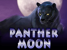 В казино Вулкан Делюкс Panther Moon