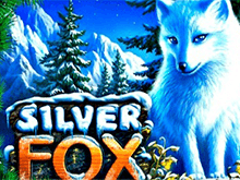 В Вулкане 24 автоматы Silver Fox